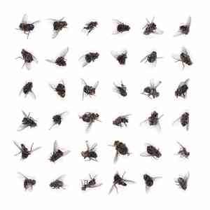Mr. Phylzzz - FLYZZZ download free